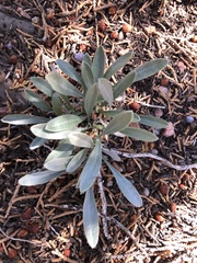 Phoenicaulis cheiranthoides
