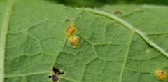 Puccinia malvacearum