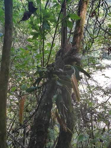 Bulbophyllum occultum image