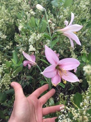 Lilium washingtonianum