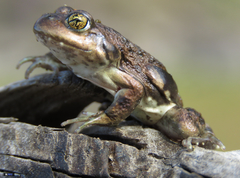 Pleurodema bufoninum