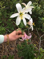Lilium washingtonianum
