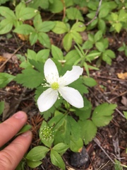 Anemonastrum deltoideum