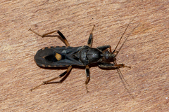 Ectomocoris atrox