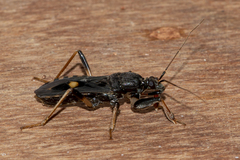 Ectomocoris atrox