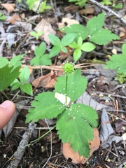 Anemonastrum deltoideum