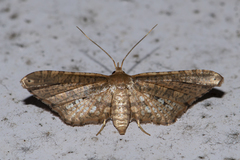 Picrostomastis inductalis