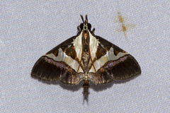 Dausara