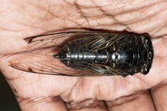 Cryptotympana corvus