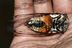 Cryptotympana corvus