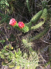 Austrocylindropuntia