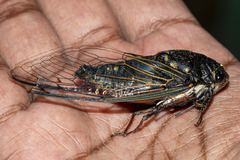 Cryptotympana corvus