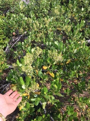 Ceanothus velutinus velutinus