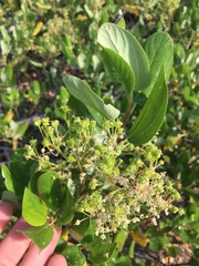 Ceanothus velutinus velutinus