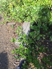 Ceanothus velutinus velutinus