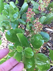 Ceanothus velutinus velutinus