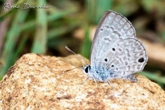 Hemiargus