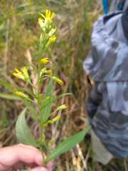 Solidago virgaurea lapponica