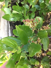 Ceanothus velutinus velutinus