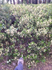 Ceanothus velutinus velutinus