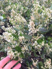 Ceanothus velutinus velutinus