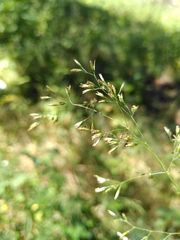 Deschampsia