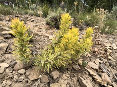 Castilleja covilleana