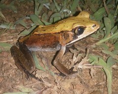 Clinotarsus curtipes