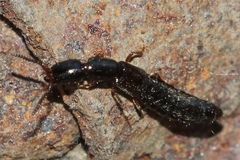 Xantholinus linearis
