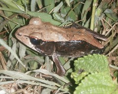 Clinotarsus curtipes