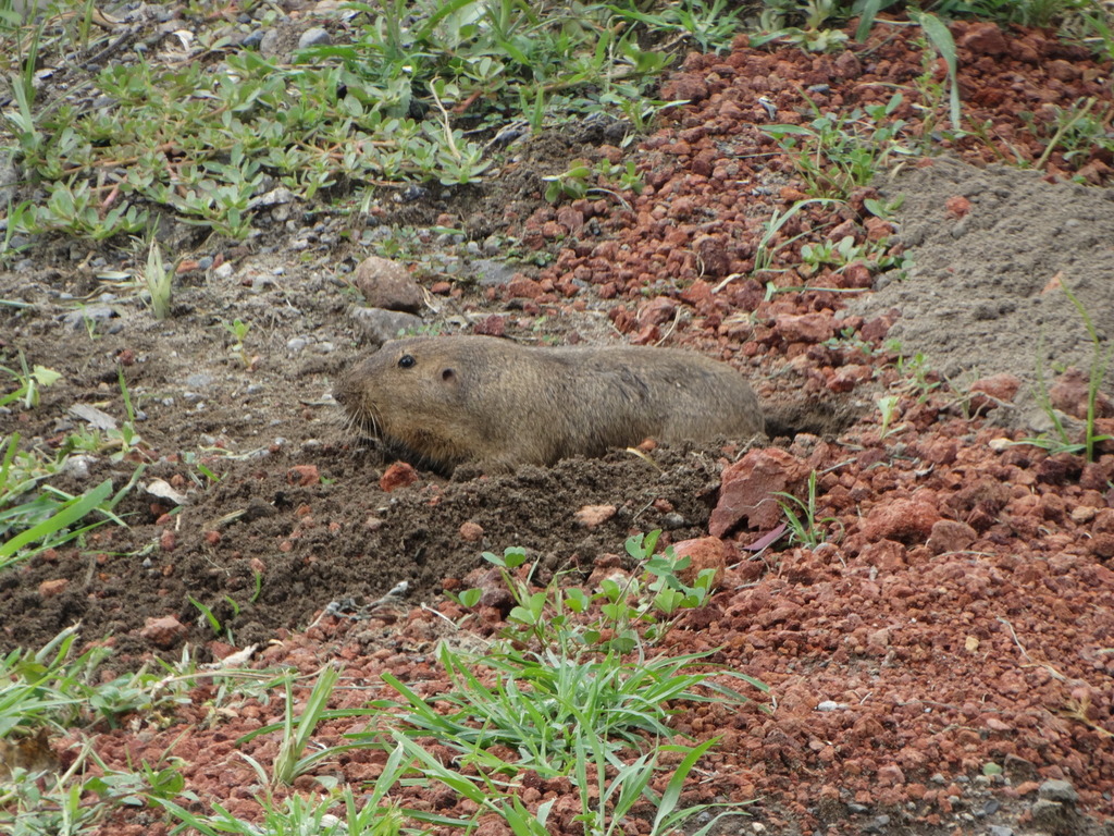 Oriental Basin Pocket Gopher