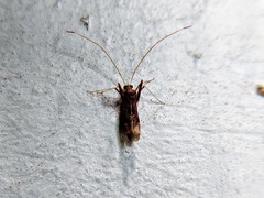 Paraxenetus guttulatus