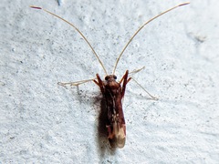 Paraxenetus guttulatus