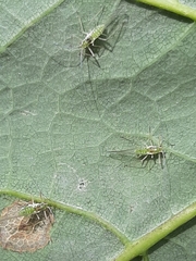Aphididae