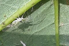 Aphididae