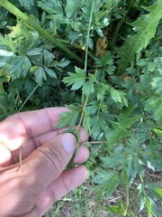 Angelica capitellata