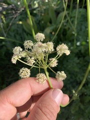 Angelica capitellata