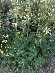 Angelica capitellata