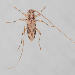Lepturges angulatus