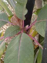 Magnoliopsida