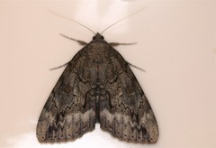 Catocala residua