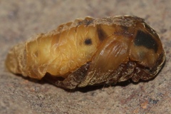 Exomala orientalis