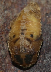 Exomala orientalis
