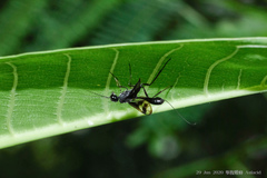 Pristaulacus comptipennis