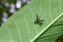 Pristaulacus comptipennis