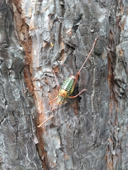 Barbitistes constrictus