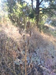 Camassia quamash