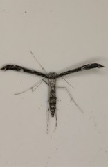 Hellinsia inquinatus