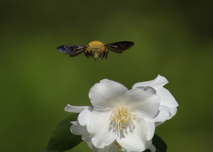 Xylocopa pubescens