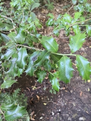 Ilex colchica